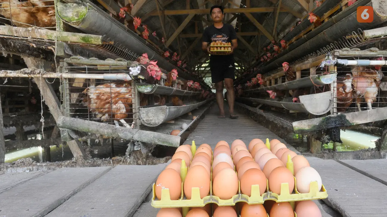harga telur ayam di tingkat peternak