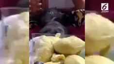 Tingkah seekor kucing ini begitu menggemaskan ketika diberikan durian.