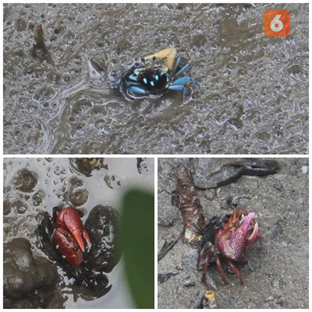 Kepiting Teluk Semanting