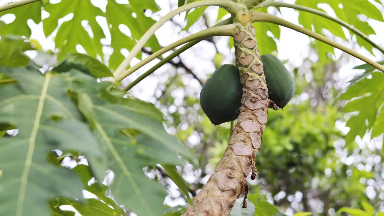 Daun pepaya