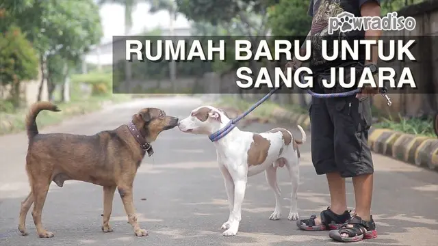 PAWRADISO: Mencari Pengasuh Baru untuk Bombom