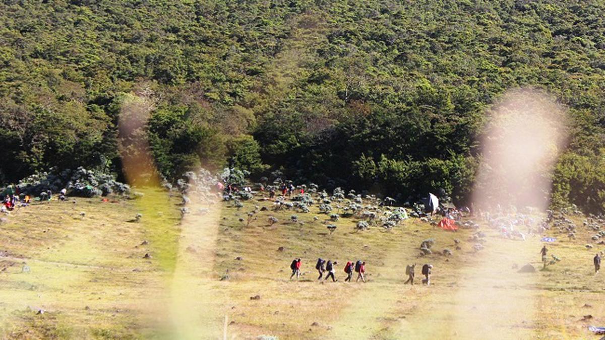 Jangan Coba-Coba, Pendaki Ilegal Gunung Gede Pangrango Bakal Masuk Daftar Hitam Seluruh Taman Nasional di Indonesia