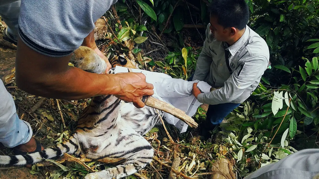 Harimau betina ditemukan tewas di tepi jurang