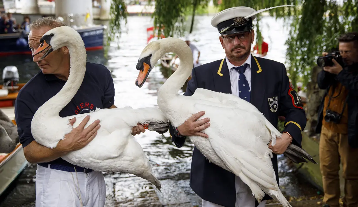 Petugas melepaskan seekor angsa usai sensus tahunan angsa Ratu Elizabeth yang dikenal sebagai 'Swan Upping' di Sungai Thames, dekat London, Senin (15/7/2019). Tradisi sejak abad ke-12 ini digelar setiap pertengahan Juli selama lima hari. (Tolga Akmen/AFP)