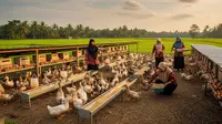Cara Memulai Program Ternak Bebek Petelur untuk Ibu Dasawisma, Panduan Lengkap