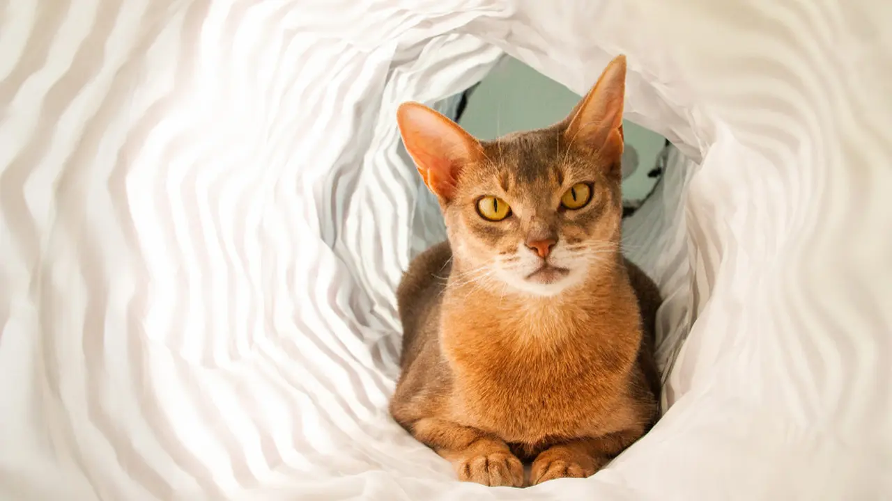 10 Jenis Kucing yang Mirip Anjing, Perhatikan Bentuk Fisiknya