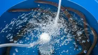 8 Cara Ternak Belut di Drum Bekas Tanpa Lumpur untuk Pemula, Mudah dan Hasilkan Panen Maksimal