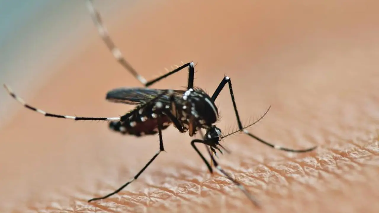 Nyamuk Ber-Wolbachia Bisa Lumpuhkan Virus DBD