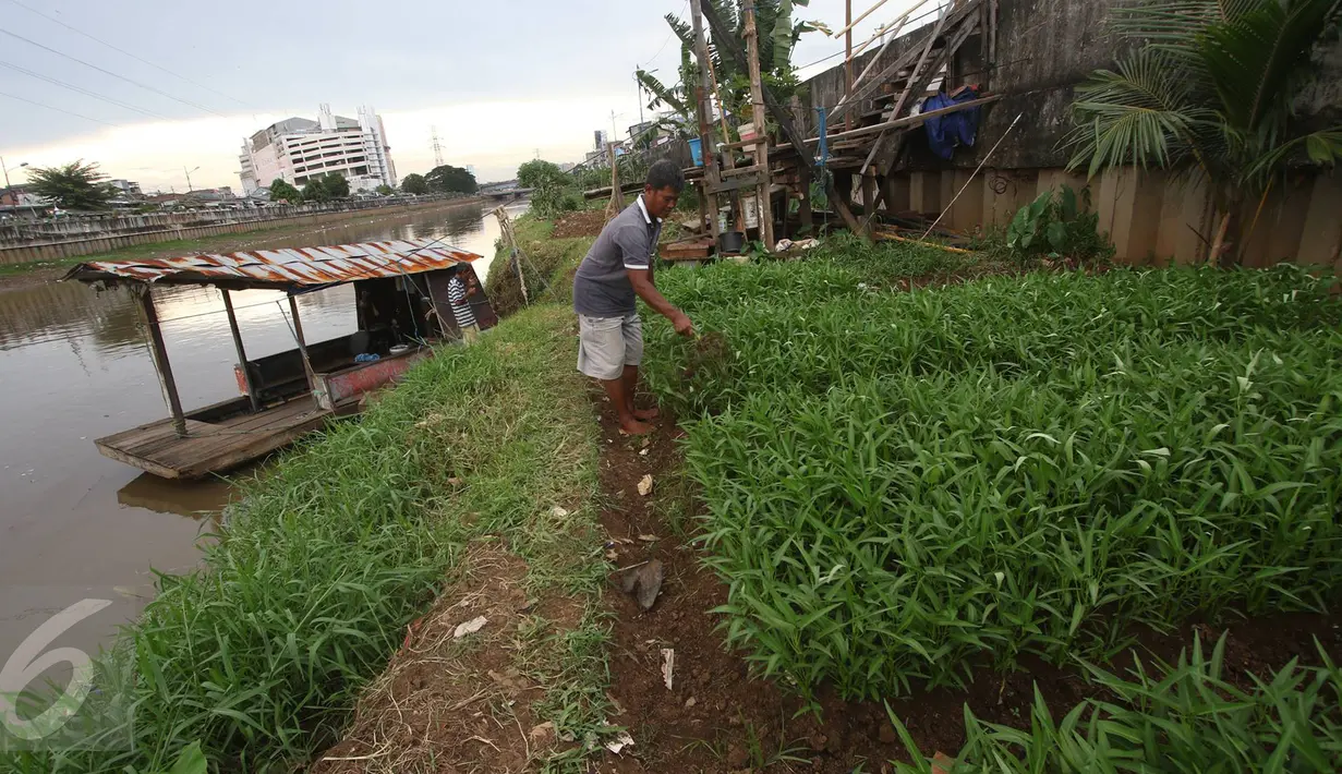 Warga bercocok tanam di bantaran Kanal Banjir Barat, Jakarta, Rabu (29/3). Meskipun dengan kondisi seadanya, namun warga di kawasan tersebut tetap memanfaatkan bantaran KBB untuk bercocok tanam. (Liputan6.com/Immanuel Antonius)