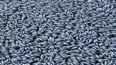 Ikan-ikan mati mengambang di sungai Darling di Menindee, wilayah timur Australia yang dihantam kekeringan hebat, Selasa (29/1). Ratusan ribu ekor ikan mati secara massal dalam insiden ketiga yang terjadi dua bulan terakhir. (ROBERT GREGORY / AFP)