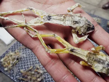 Penampakan benda yang mirip katak kering dijual di pasar hewan di Trujillo, Lima, Peru (12/7). Menurut PBB perdagangan hewan liar adalah bisnis ilegal terbesar ketiga di dunia setelah obat-obatan dan senjata. (AFP PHOTO)