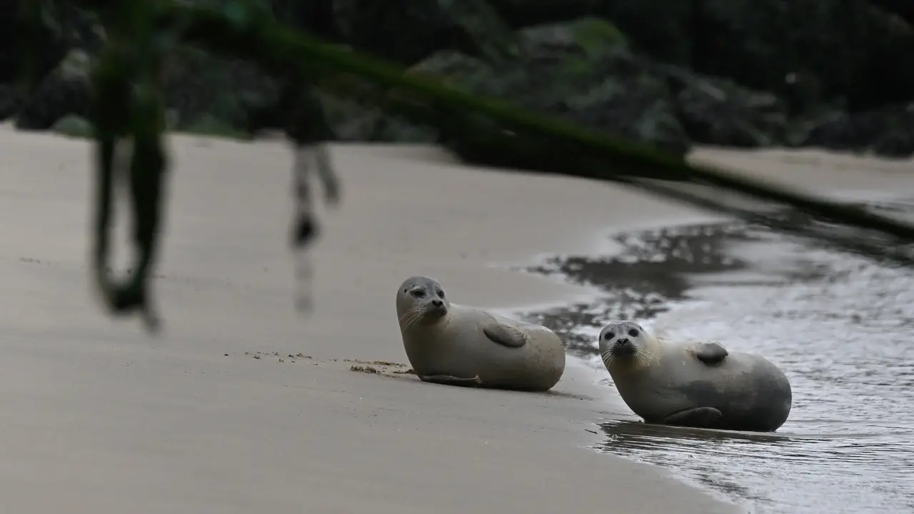 Warga Belgia masih belum terbiasa melihat anjing laut di pantai mereka