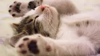 7 Jenis Kucing Pembawa Keberuntungan Menurut Feng Shui, Benarkah Bisa Tarik Hoki?