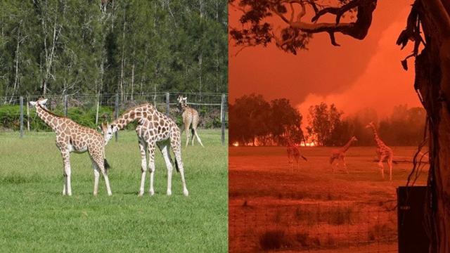 6 Potret Sebelum dan Sesudah Kebakaran di Australia Ini Bikin Prihatin