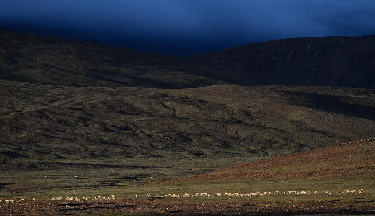 Kawanan antelop Tibet di dekat Danau Zonag di cagar alam nasional Hoh Xil, China (14/7/2020). Setiap tahun, antelop Tibet yang mengandung mulai bermigrasi ke Hoh Xil pada bulan Mei untuk melahirkan, dan kemudian bermigrasi kembali ke habitatnya bersama anak-anaknya bulan Agustus. (Xinhua/Zhang Long)