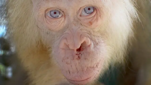 Makhluk aneh di Indonesia yang bikin penasaran dunia: orang utan Albino