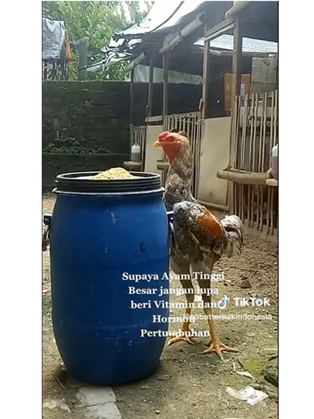 Ayam Ini Punya Kaki Tinggi yang Bikin Orang Takjub, Peternak Bocorkan Makanannya