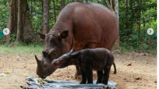 Terancam Punah dan 8 Kali Keguguran, Badak Sumatera Rosa Akhirnya Melahirkan Bayi Betina