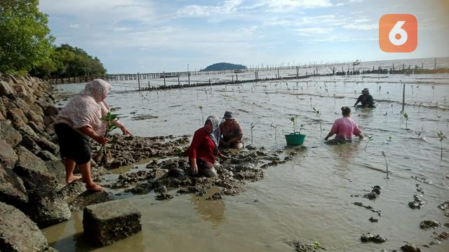 Penanaman mangrove