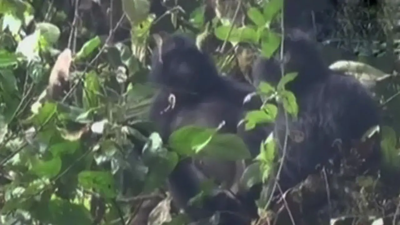 Kebakaran Semeru Rusak Habitat Satwa Langka