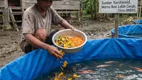 13 Alternatif Pakan Ikan dari Sisa Dapur yang Aman, Hemat Biaya dan Jadi Nutrisi Alami