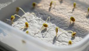 Cara Semai Benih Pakai Tisu Basah untuk Pemula Anti Gagal (Sumber: gemini.com)