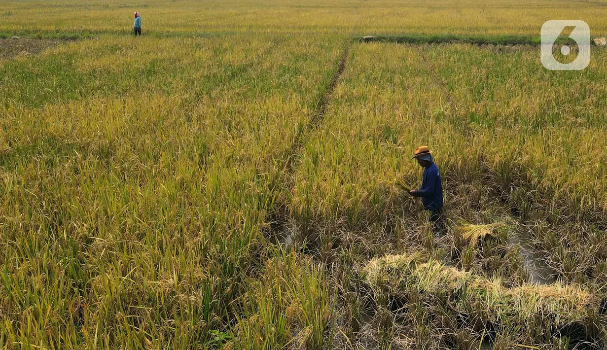 Foto udara para petani memanen padi di kawasan persawahan Marunda, Jakarta Utara, Selasa (4/1/2022). Petani mengatakan hasil panen tahun ini tidak maksimal karena intensitas hujan tinggi mengakibatkan padi mengandung air, menjadi putih, serta ditambah adanya hama tikus. (merdeka.com/Imam Buhori)