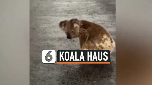 VIDEO: Terekam Video Koala Kehausan Minum Genangan Air Hujan