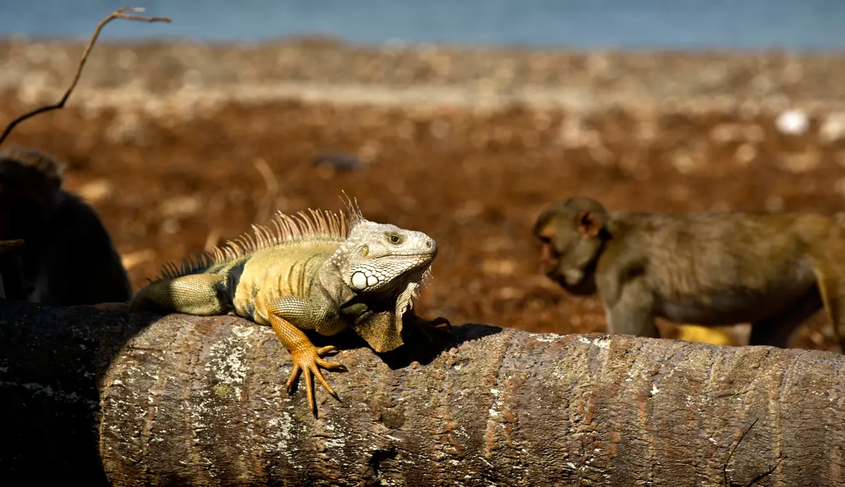 Monyet berjalan di belakang iguana yang berjemur di Cayo Santiago, yang dikenal sebagai Pulau Monyet, di Puerto Rico, 4 Oktober 2017. Tempat ini dipergunakan sebagai daerah penelitian oleh banyak universitas atau badan pemerintah. (AP/Ramon Espinosa)