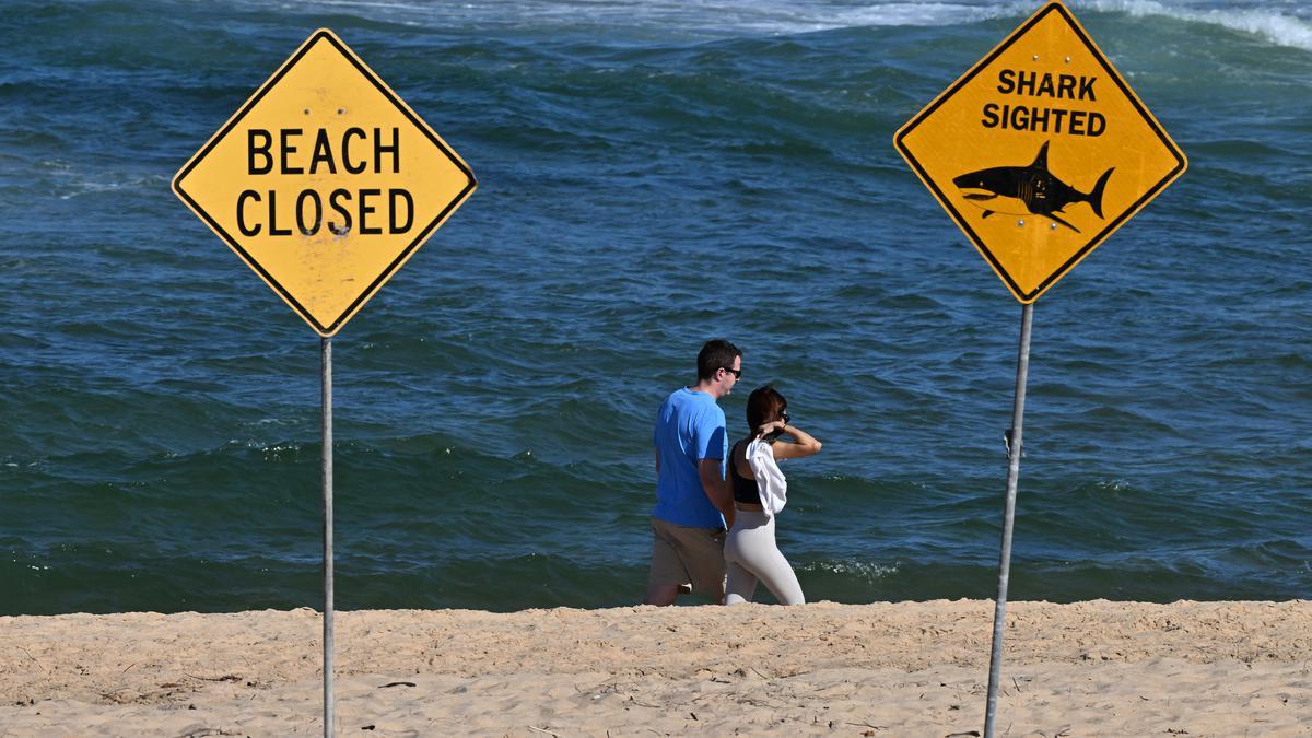 4 Serangan Hiu Banteng Terjadi dalam 48 Jam di NSW Australia, 1 Bocah dan 1 Peselancar Dewasa Kritis