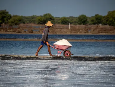 Petani mengangkut hasil panen garam di Sidoarjo, Jawa Timur, 16 September 2019. Menurut petani, meningkatnya produksi garam saat musim kemarau dari lima ton menjadi delapan ton per minggu, mengakibatkan harga garam di tingkat petani tradisional untuk kualitas nomor satu menurun. (Juni Kriswanto/AFP)