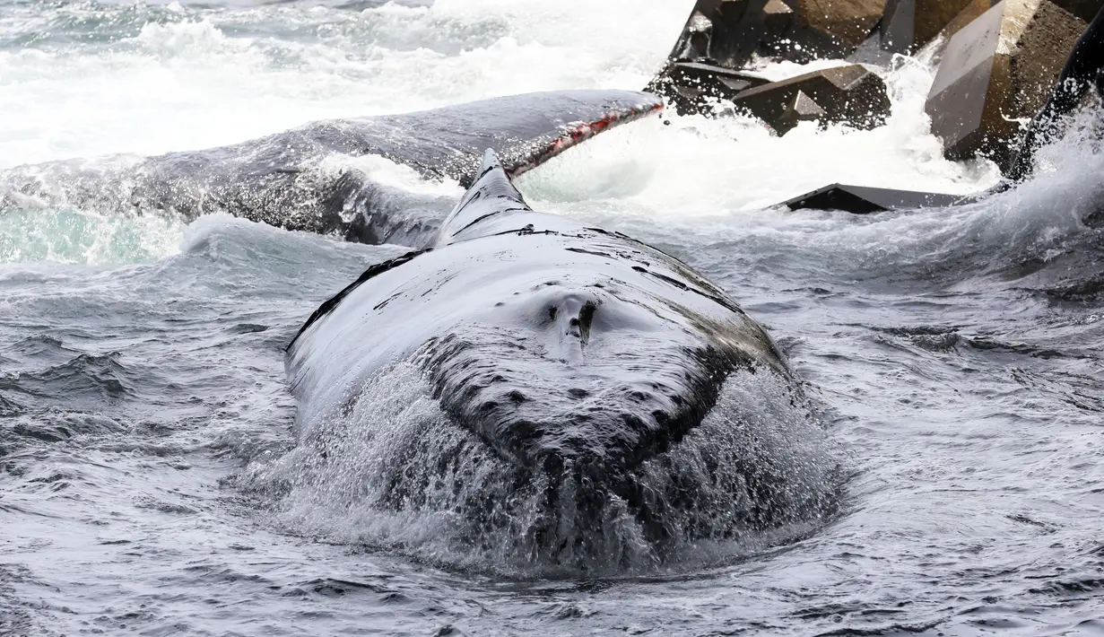 Seekor paus yang terdampar perairan dangkal Grande Chaloupe, di Reunion, Prancis (29/10).  Paus tersebut terdampar karena terbawa gelombang air laut. (AFP Photo/Richard Bouhet)
