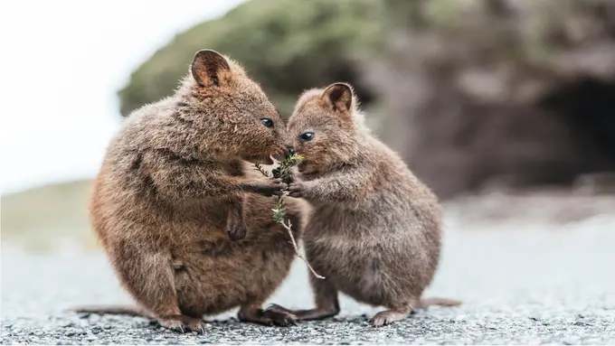 Tourism Western Australia