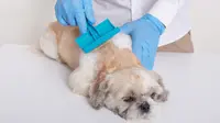 Cara Menghilangkan Kutu Anjing sampai Tuntas, Panduan Lengkap