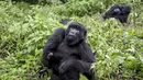Gorila saat bermain di Mgahinga Gorilla National Park, Uganda, Jumat (20/11/2015). Gorila yang ada di taman nasional ini merupakan gorila dari kelompok Nyakagezi. (REUTERS/Edward Echwalu)