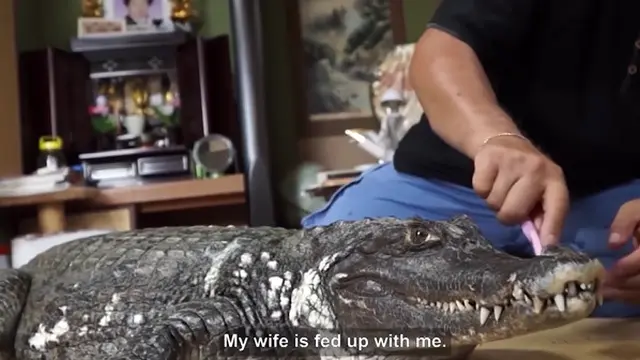 Bak Pelihara Anjing, Pria Ini Hidup Bersama Buaya Selama 39 Tahun