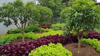7 Ide Kebun Rumah di Lahan 20 Meter Persegi Dibagi Zona Sayur dan Buah, Bisa Panen Tiap Hari