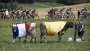Pebalap Tour de France melintasi daerah pertanian saat seekor sapi menggunakan bedera Prancis pada etape ketujuh antara antara Troyes dan Nuits-Saint-Georges, dengan jarak tempuh 213,5 km. (7/7/2017). (AFP/ Lionel Bonaventure)