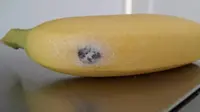 Selusin Bayi Laba-Laba Bersarang di Pisang