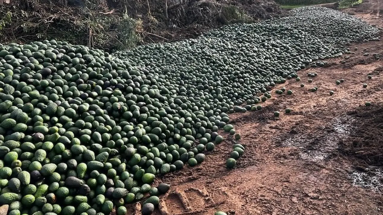 Kelebihan pasokan alpukat membuat lebih murah bagi petani untuk membuangnya daripada mencoba peruntungan di pasar ekspor.(Supplied: Jan De Lai/ABC Australia)