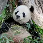 Panda bernama Mei Xiang di Kebun Binatang Nasional Smithsonian di Washington DC melahirkan (Dok.Twitter/@NationalZoo/Komarudin)