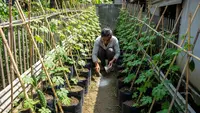7 Pupuk Sederhana untuk Pare agar Buahnya Banyak, Mudah Dibuat dan Hemat Biaya