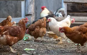 Cara Mengatasi Ayam Kampung yang Lama Tidak Bertelur, Ternyata Bukan Hanya Soal Pakan