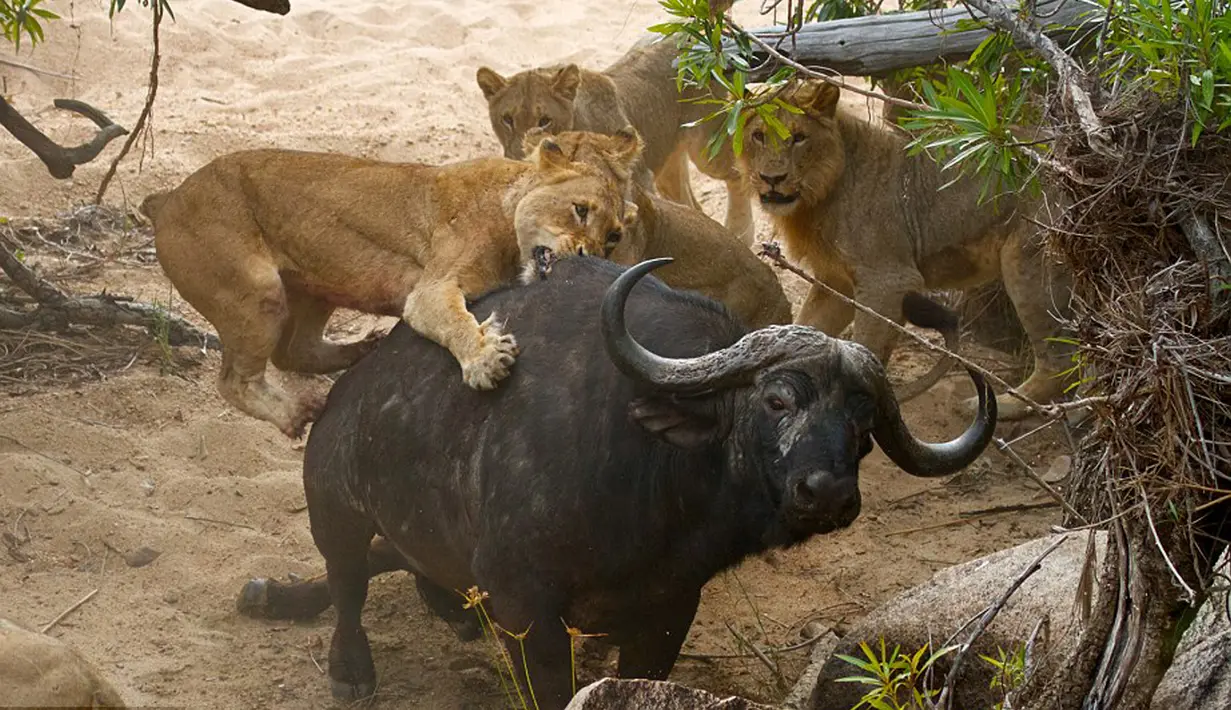 Seorang pemandu wisata Byron Serrao memotret seekor kerbau tua yang diserang lima ekor singa di Londolizi Game Reserve, dekat Taman Nasional Kruger, Afrika, Kamis (23/7/2015). (Dailymail)