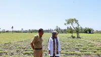 Bupati Banyuwangi Ipuk Fiestiandani meninjau lahan pertanian pada musim kemarau panjang ini (Istimewa)