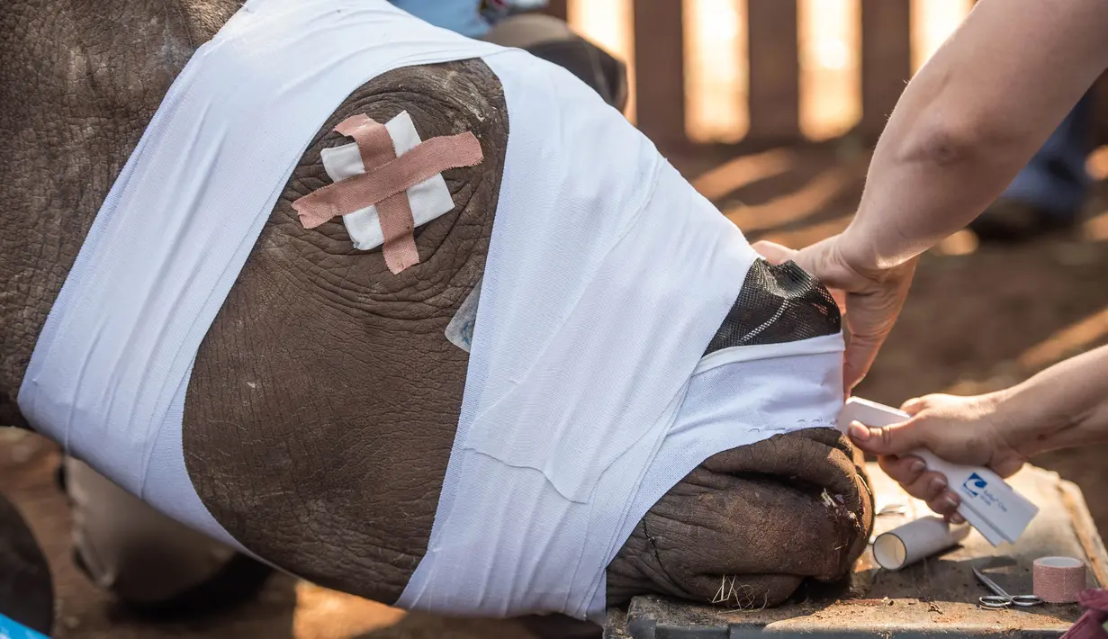 Seekor badak mendapat perawatan usai culanya diambil oleh pemburu liar di Bela Bela, Johannesburg (20/5/2016) Maraknya perburuan cula badak telah membuat populasi badak terancam punah. (AFP PHOTO / Mujahid SAFODIEN)