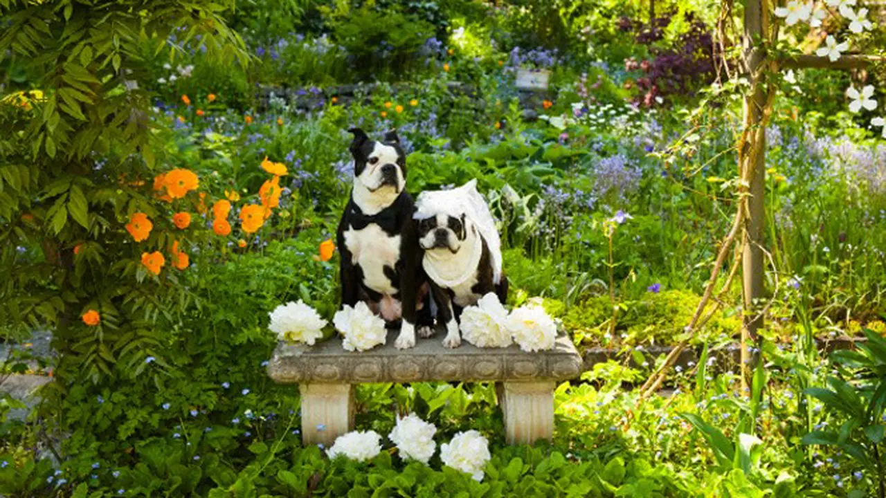 Heboh, Pernikahan Anjing Ini Dihadiri 5000 Tamu Undangan  