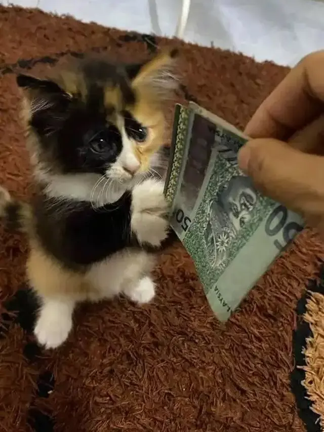 Kucing ikut Lebaran