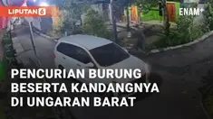 Terjadi peristiwa pencurian burung pada Kamis (10/10/2024), dini hari. Pencurian ini terjadi di Langensari Barat, Ungaran Barat