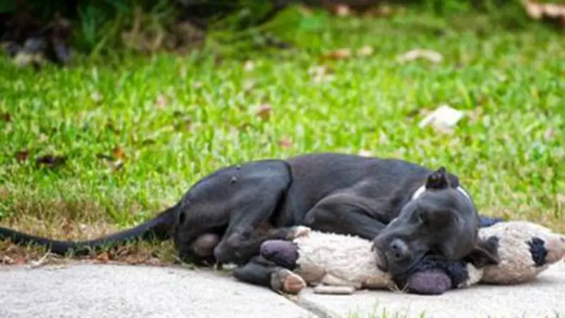 Anjing yang ditemukan di pinggir jalan sedang memeluk boneka (Foto: Facebook Forgotten Dogs of the 5th Ward Project)